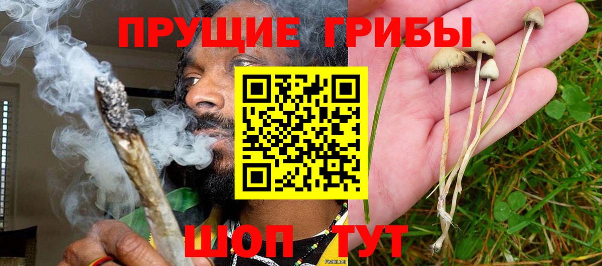 Галлюциногенные грибы прущие грибы Кольчугино
